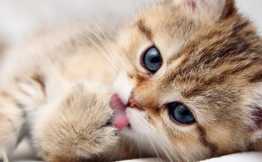 植物疫病诊断仪：猫弓形虫是甚么？