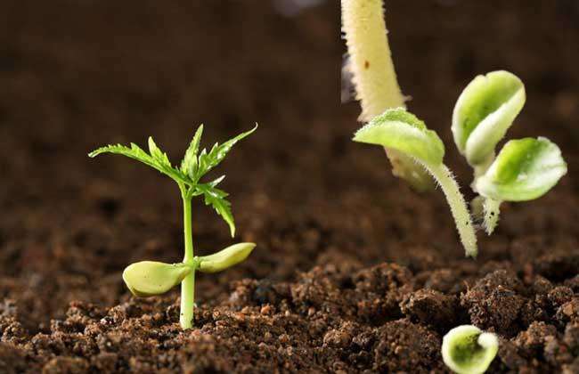 便携式泥土营养速测仪精确阐发泥土情况的优与劣