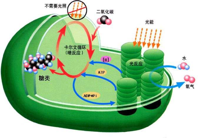 光合感化测定仪 光合感化测定仪