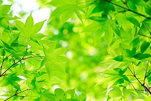 光合感化丈量体系探讨动物的奥秘