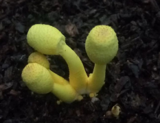 孢子捉拿仪助力宜居都会扶植